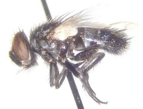 Réf. 200 763 : Thecocarcelia trichops